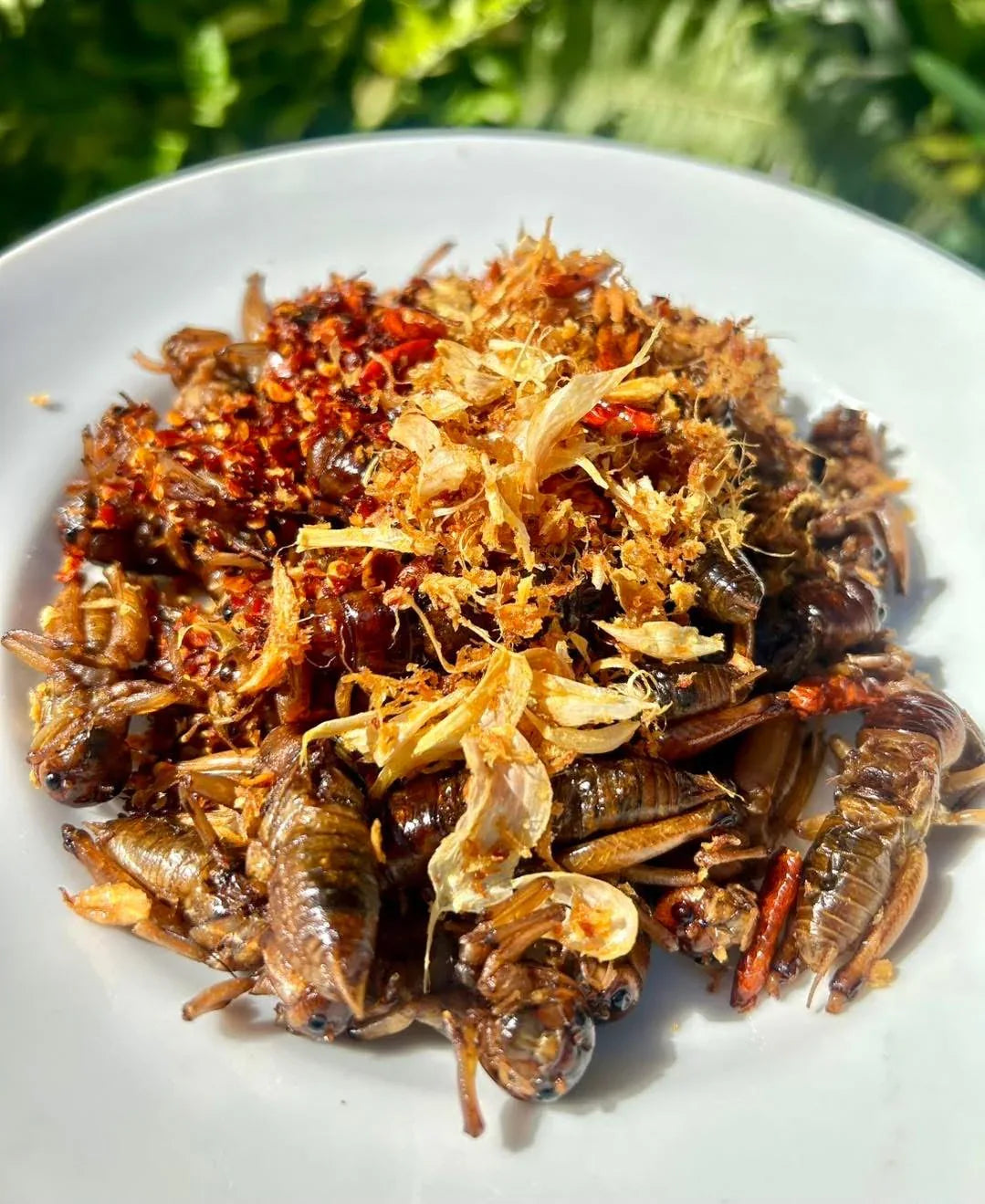 H&H ပုရစ်ကြော် - Easy Bites